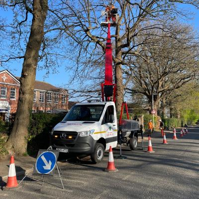 Tree Surgery